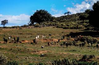 enagron-nature-03.jpg
