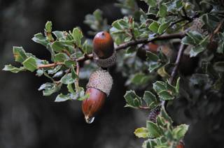 enagron-nature-18.jpg
