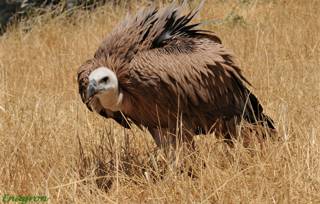 enagron-nature-01.jpg
