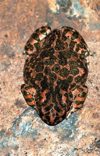 enagron-nature-09.jpg
