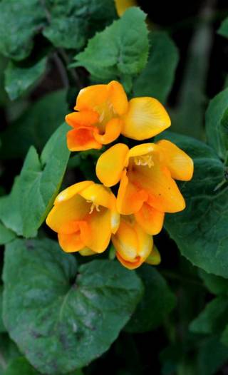 enagron-nature-12.jpg
