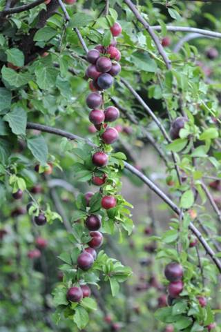 enagron-nature-15.jpg
