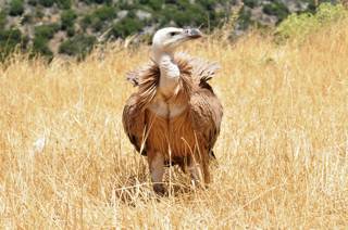 enagron-nature-27.jpg
