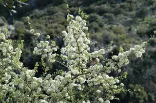 enagron-nature-22.jpg
