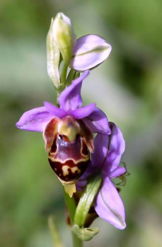 enagron-nature-05.jpg
