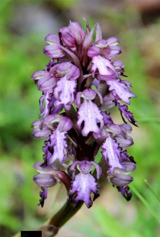 enagron-nature-06.jpg
