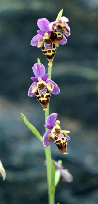 enagron-nature-07.jpg
