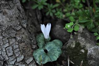 enagron-nature-17.jpg
