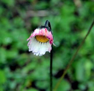 enagron-nature-23.jpg
